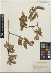 Foto von Salix hookeriana Barratt ex Hook.